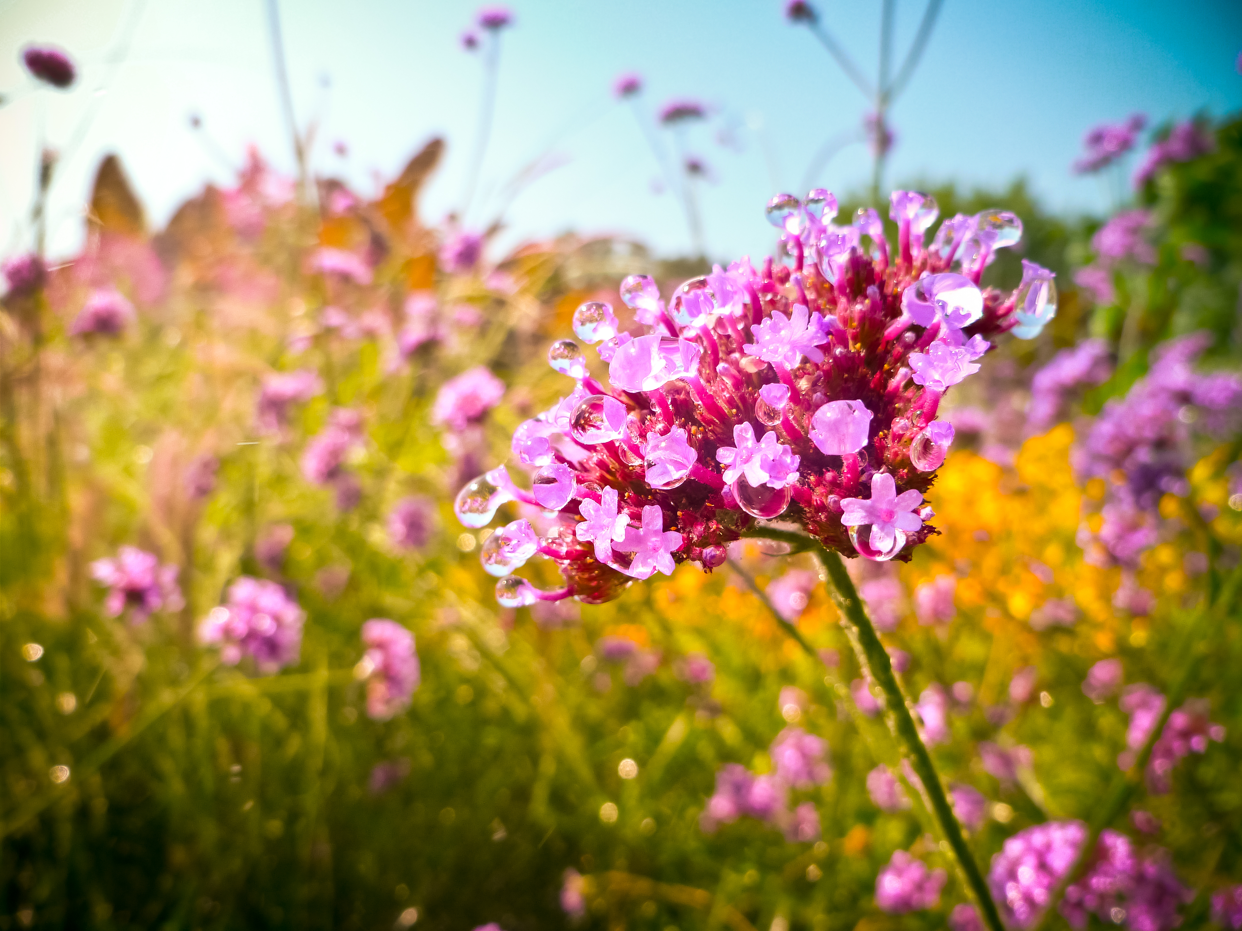 Tratamiento homeopático online en Canadá